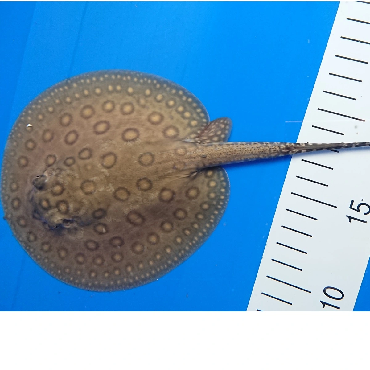 Ferskvandsrokke Potamotrygon Motoro Hun Ø 25 cm